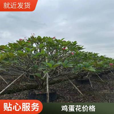 高度2-4米 鸡蛋花花大艳丽 别墅花园绿化 一手货源 卓绿园艺