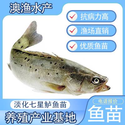 当季热销七星鲈鱼苗 适合淡水养殖 钓鱼场需求量大