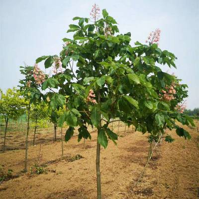 欧洲红花七叶树 红花黄花小区庭院公园造景绿化种植行道防护树