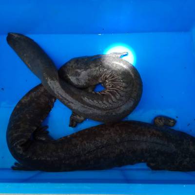 云南娃娃鱼价格今年商品娃娃鱼多少钱一斤娃娃鱼批发